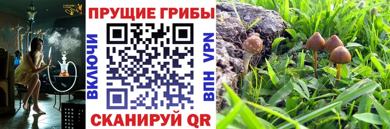 Купить  Козловка  Псилоцибиновые грибы прущие грибы 